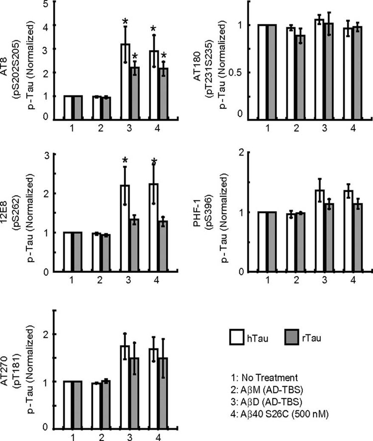 Alteration of the phosphorylation state of tau at AD-relevant epitopes by soluble Aβ oligomers.