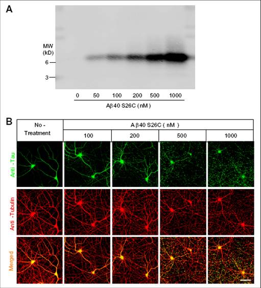 Pure Synthetic AB-Dimers Induce Cytoskeletal Disruption Similar to That Caused by Natural Dimers Isolated from the AD Brain