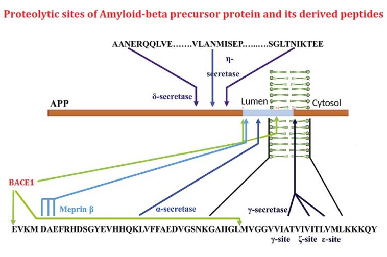 Proteolytic sites of amyloid beta precursor