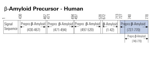 sequence amyloid