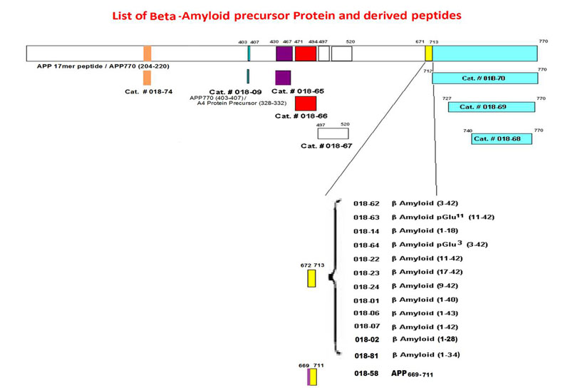 amyloid beta fragments