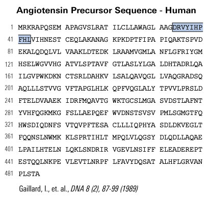 angiotensin precursor sequence