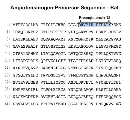 angiotensin rat precursor sequence