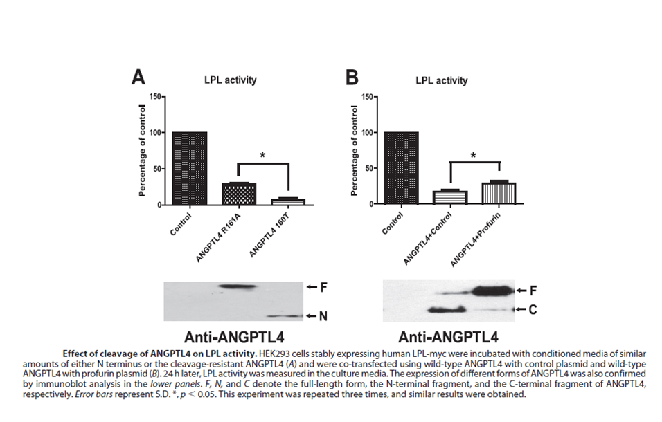 effect of cleavage of ANGPTL4 on LPL activity