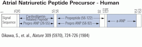 Schematic Represenatation of ANP Peptide Precursor for Human & Rat