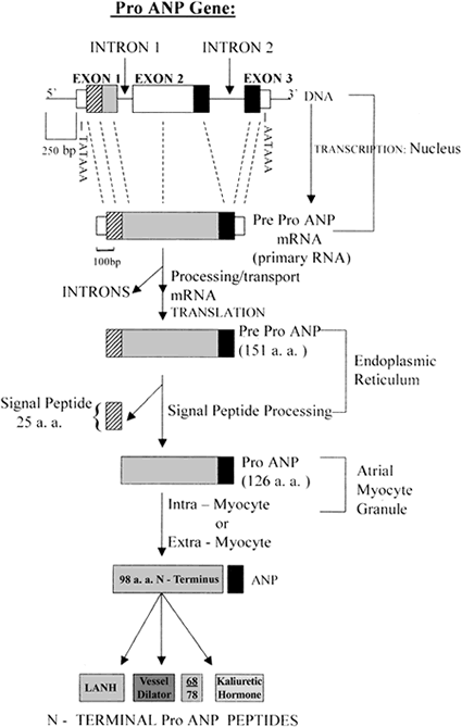 anp Structure