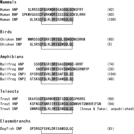 ANP sequence among species ANP sequence among species