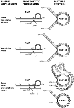 Spatial Structure of ANP