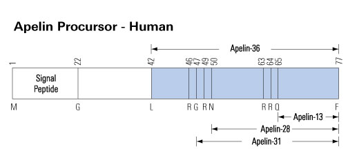 apelin schema