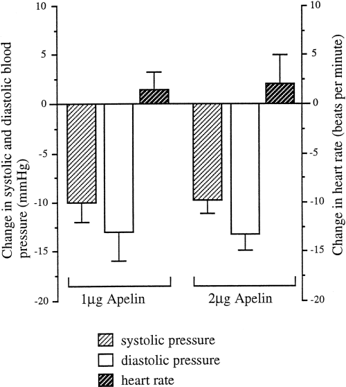 Blood pressure and heart rate changes after 1 and 2 g/300 g B.W. intravenous apelin injection