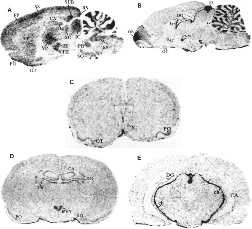 Darkfield autoradiograms of sagittal and coronal sections of rat brain