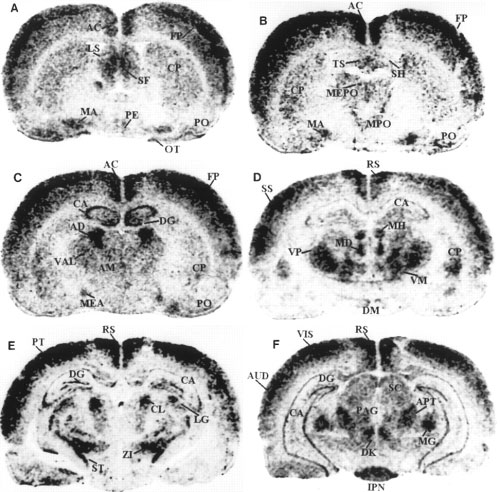 Darkfield autoradiograms of coronal sections of rat brain