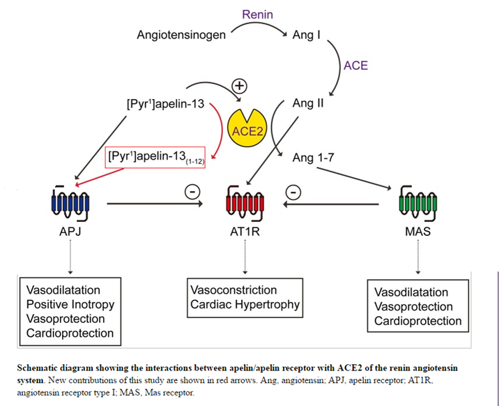 schematic diagram showing the interactions between apelin with ace2 of the renin angiotensin