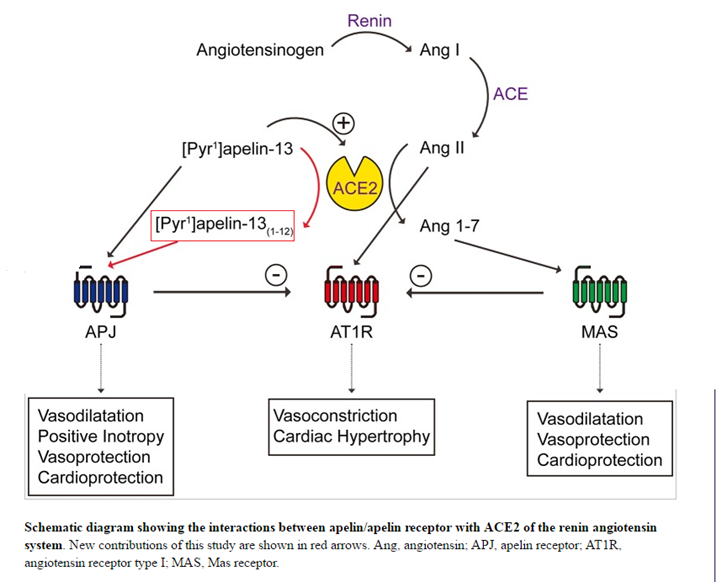 schematic diagram showing the interactions between apelin with ace2 of the renin angiotensin schematic diagram showing the interactions between apelin with ace2 of the renin angiotensin