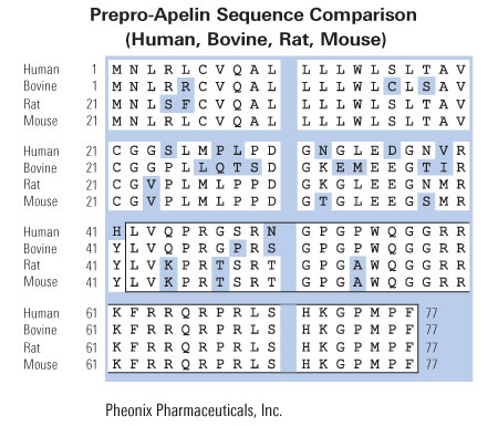 sequence comprison apelin sequence comprison apelin