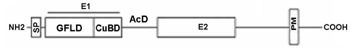 Common structure among human APP, APLP1 and APLP-2 and related products