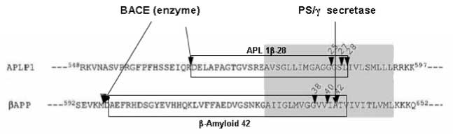 aplp peptide sequence