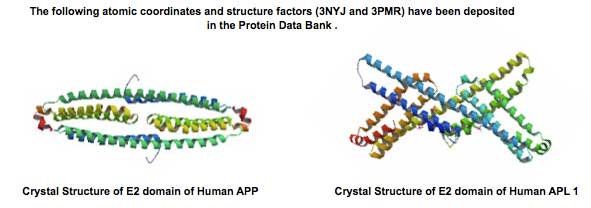Common structure among human APP, APLP1 and APLP-2 and related products