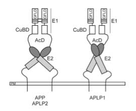 Common structure among human APP, APLP1 and APLP-2 and related products