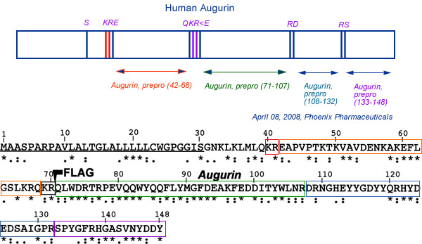 schematic augurin sequence