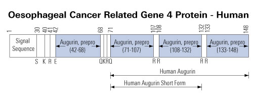 schematic augurin 