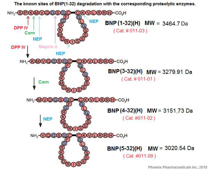known site of BNP degradation with the corresponding proteolytic enzymes