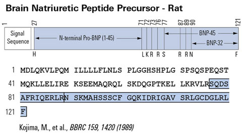 bnp rat