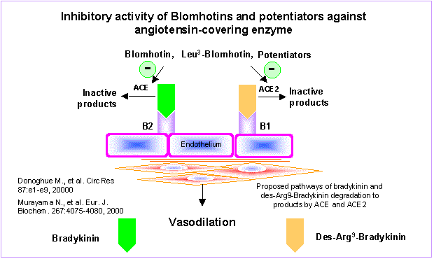 Inhibitory activity of blomhotins and potentiators against angiotensin-covering enzyme