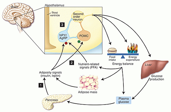 Neurocentric model depicting sites where defects in the negative feedback regulation of energy balance and glucose production predispose to weight gain and insulin resistance. 