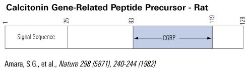 CGRP rat