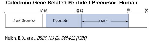 CGRP precursor human