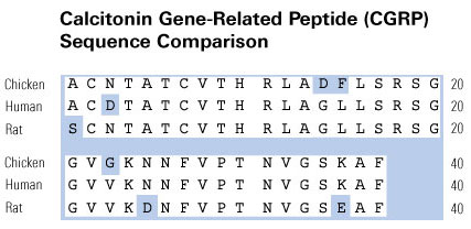 sequence comparison cgrp3