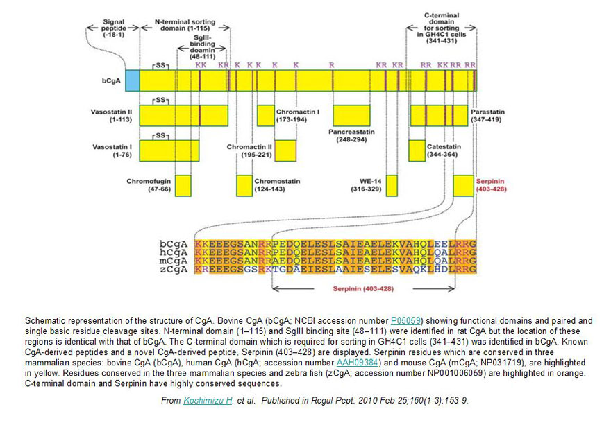 schematic representation of the structure of CgA