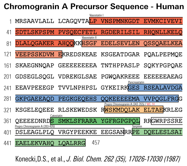 sequence chromogranin A