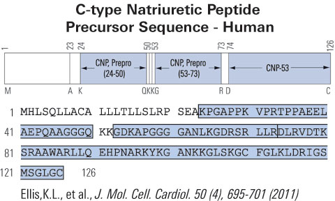 cnp human precursor