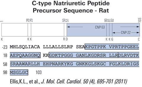 cnp precursor rat