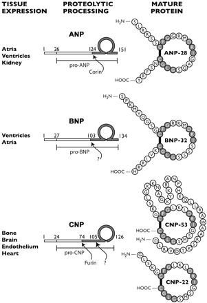 np family structure