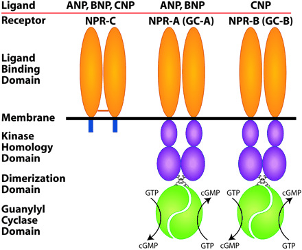 ligand receptor