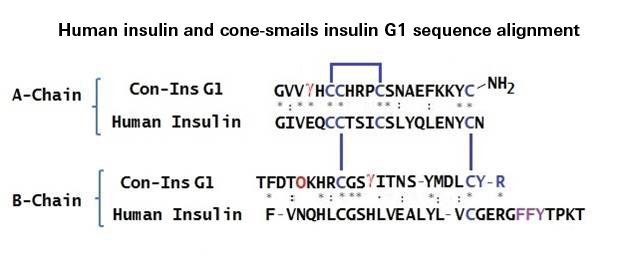 sequence comparison human and cone insulin