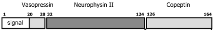 Copeptin is a peptide fragment from human precursor of vasopressin (126-164)