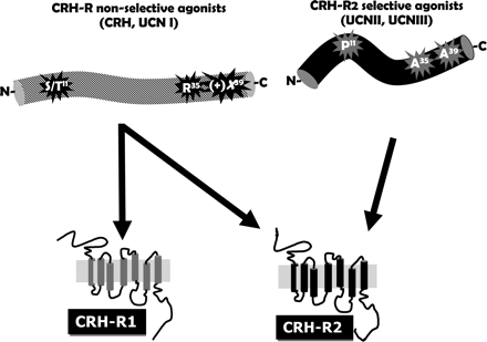 Schematic representation of amino acids within the CRH/CRH-related agonists sequence important for determining CRH-R subtype selectivity. 