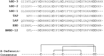 Peptide sequence of hBD-3