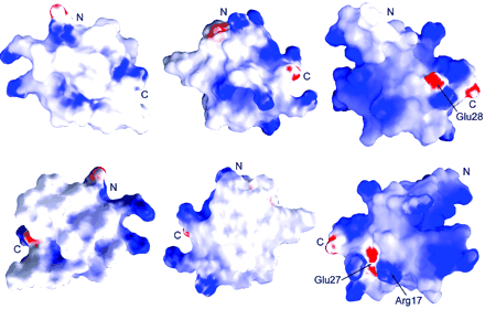 Electrostatic surface plots of the most representative NMR structures of the three human β-defensins