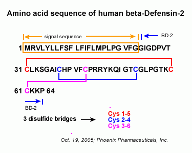 human beta-defensin2