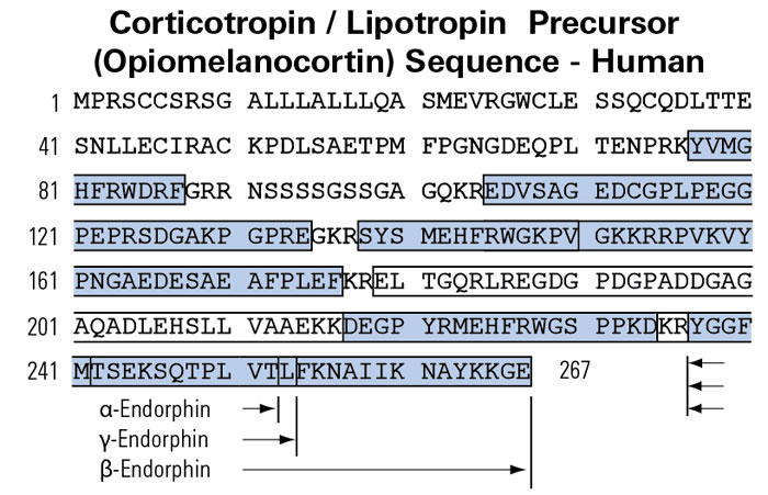 endorphin sequence