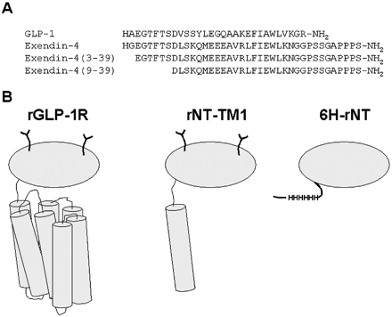 Ligands and receptor constructs of several GLP-1R peptides