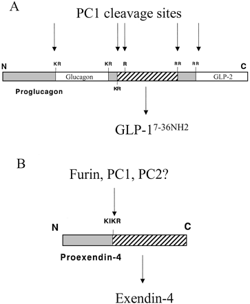 Schematics of proglucagon (A) and proEx-4 (B)