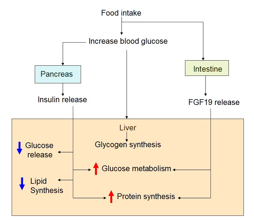 fgf-19 function