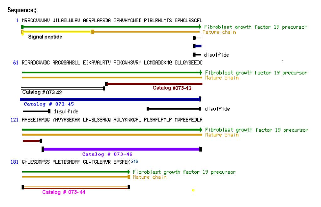 sequence schematics fgf-19