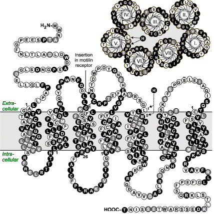 serpentine and helical wheel diagram of the ghrelin receptor